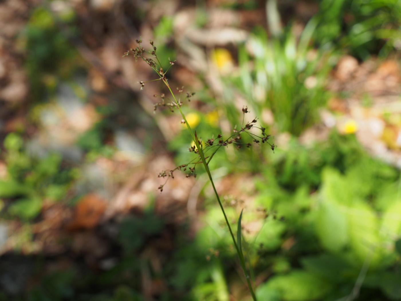 Woodrush, Greater flower